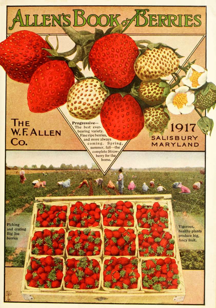 Allen WF Co. -1917- Allen's Boek met bessen legpuzzel online
