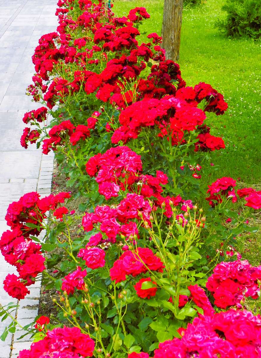 Aiuola di rose puzzle online