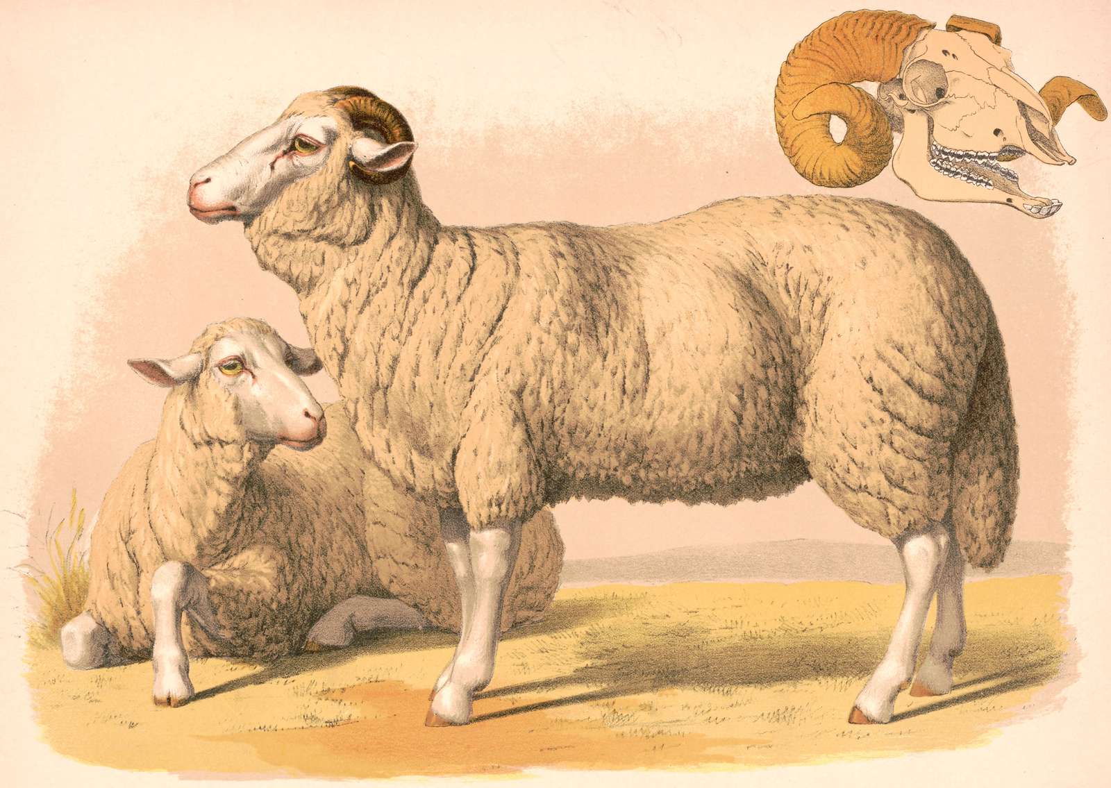 Prang L -1874- Oaia domestică jigsaw puzzle online