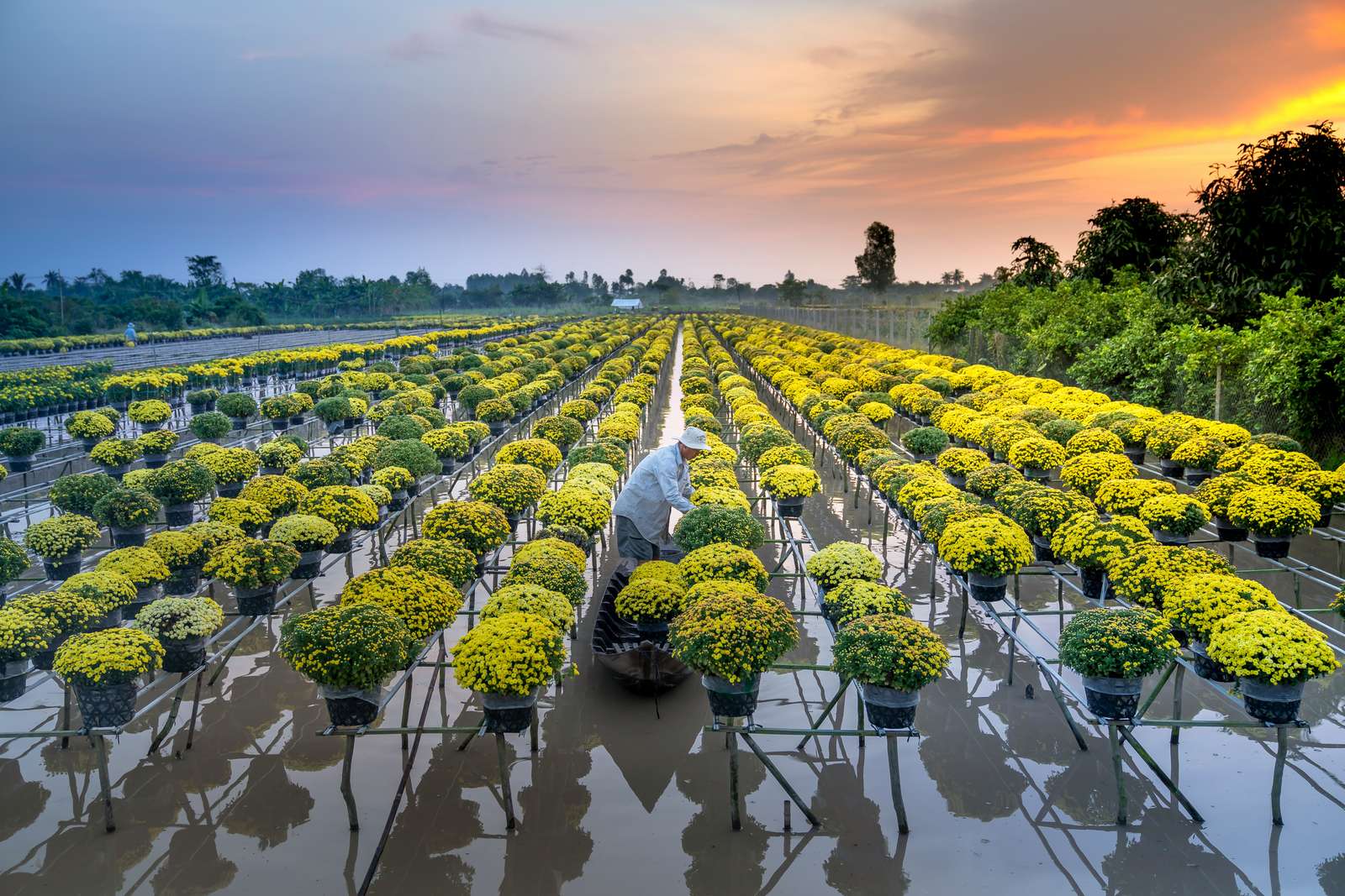 Sa Dec, Dong Thap, Vietnam jigsaw puzzle online