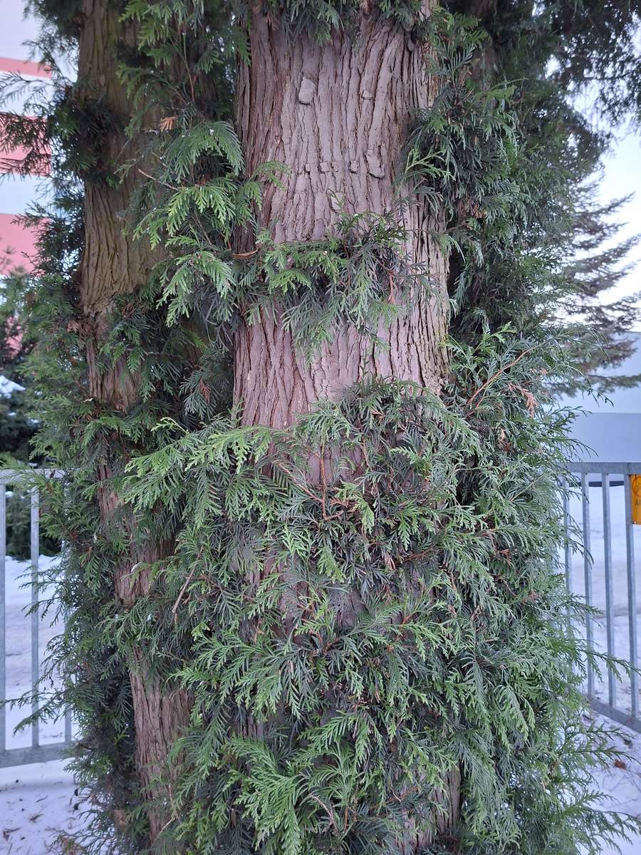 albero in inverno puzzle online