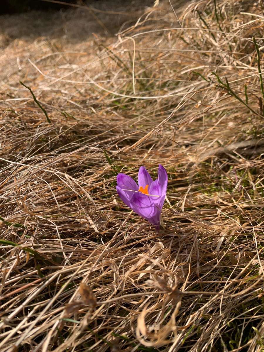 Croco marzo 2026 puzzle online