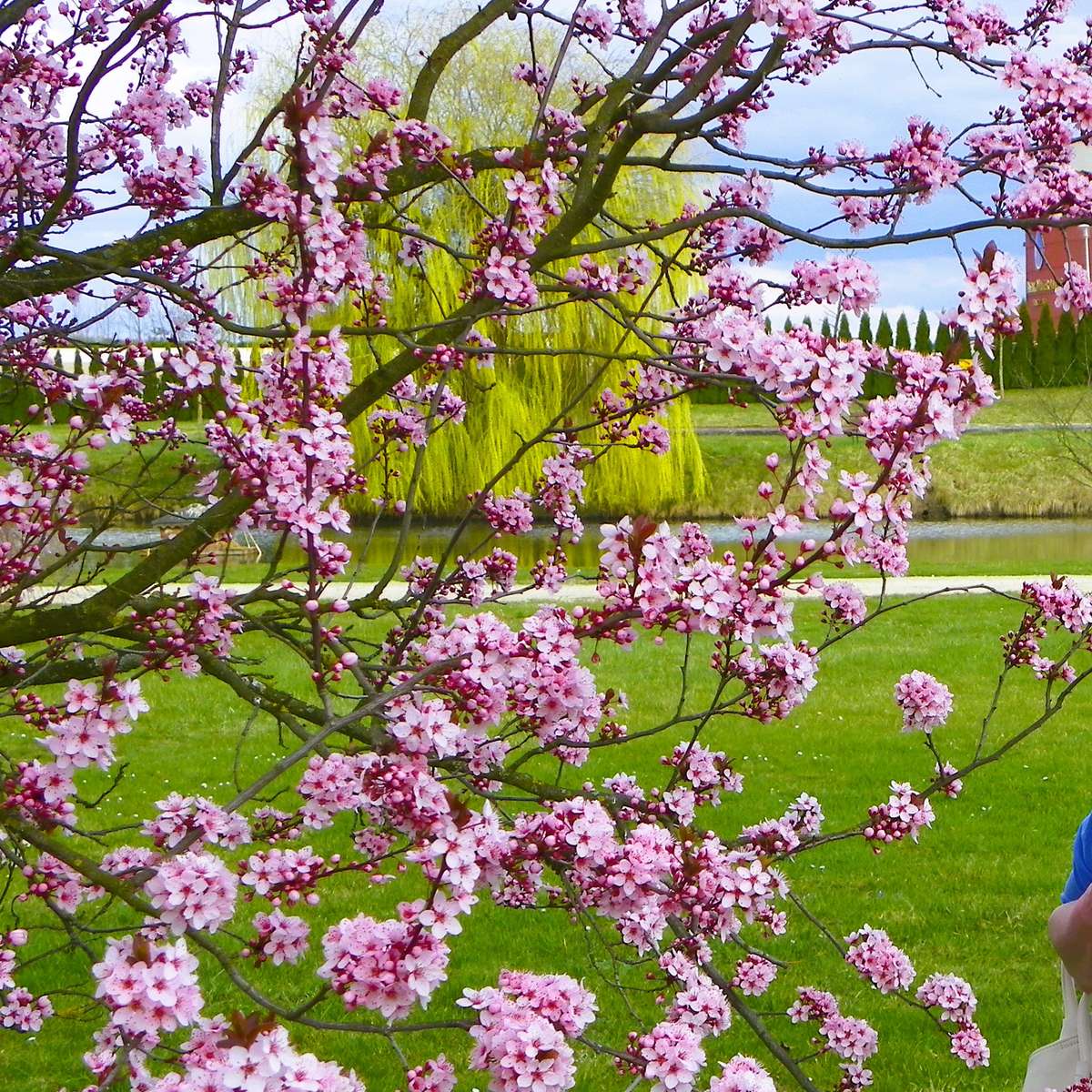 Színes fák kirakós online