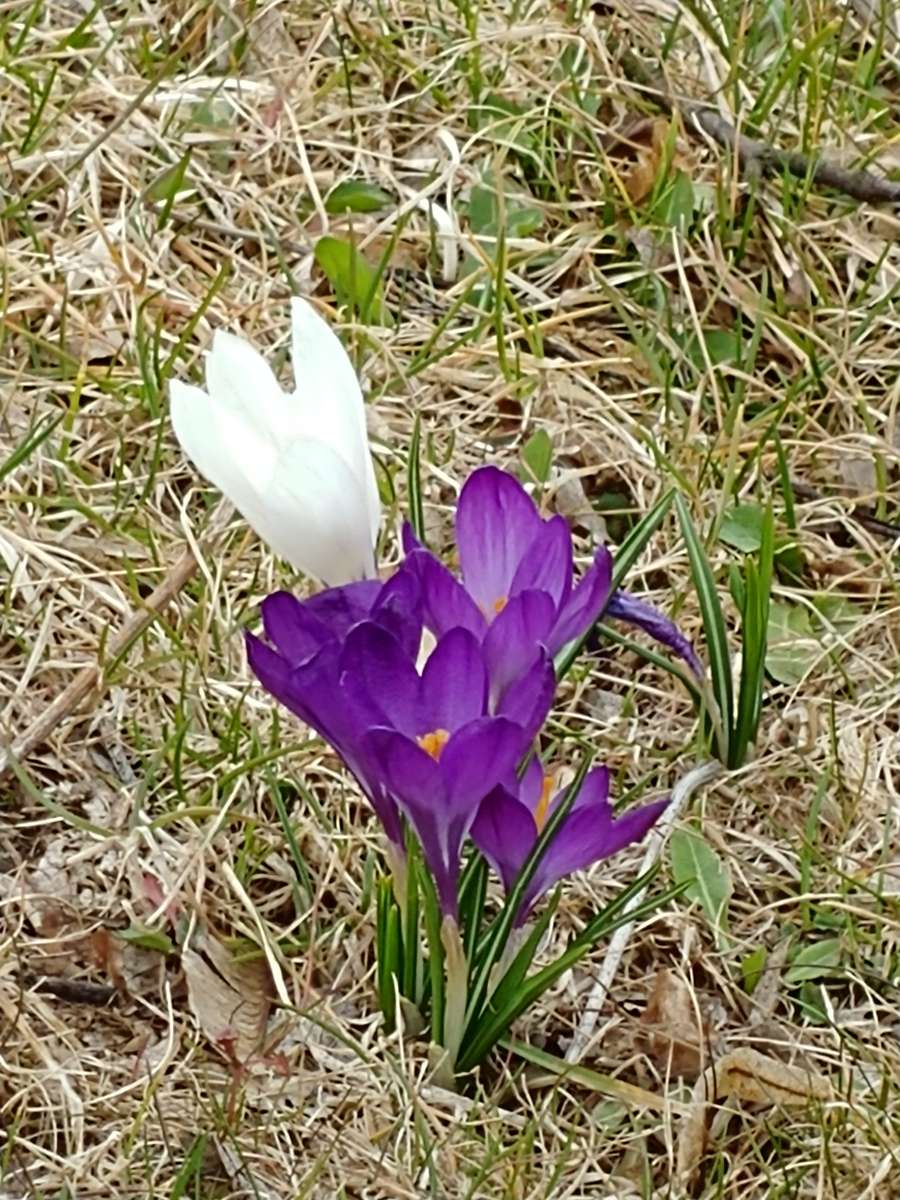 Azafranes. rompecabezas en línea