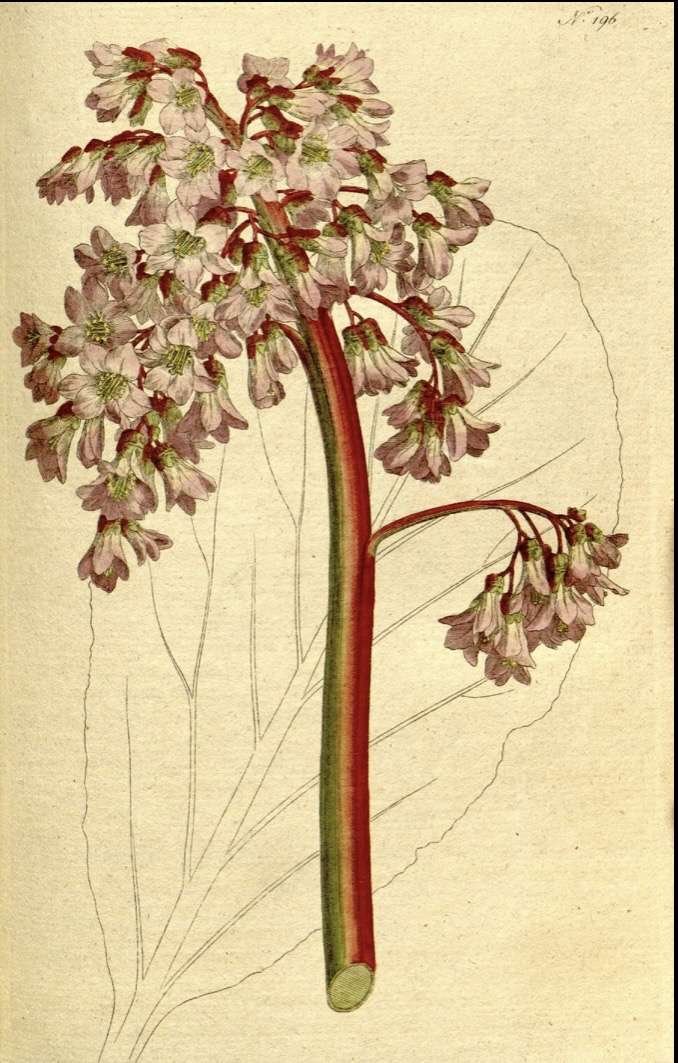 ortensia invernale puzzle online