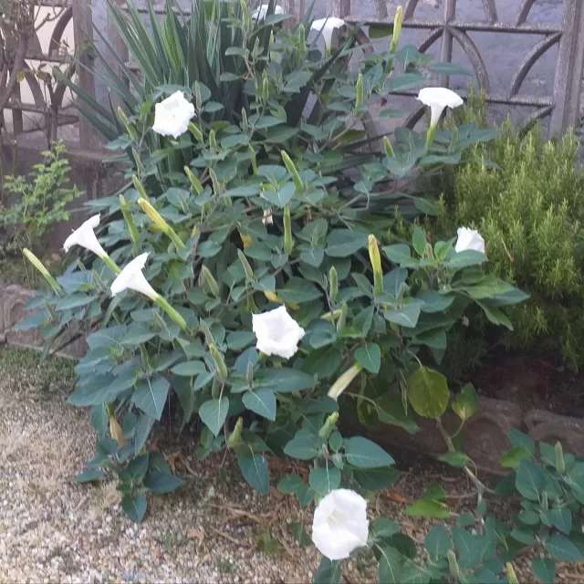 I Fiori del stramonio puzzle online