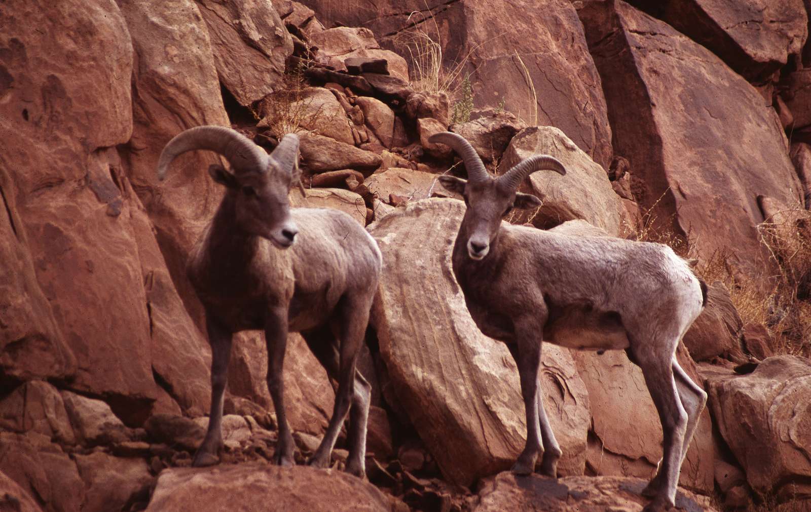 Chamois on the rock online puzzle