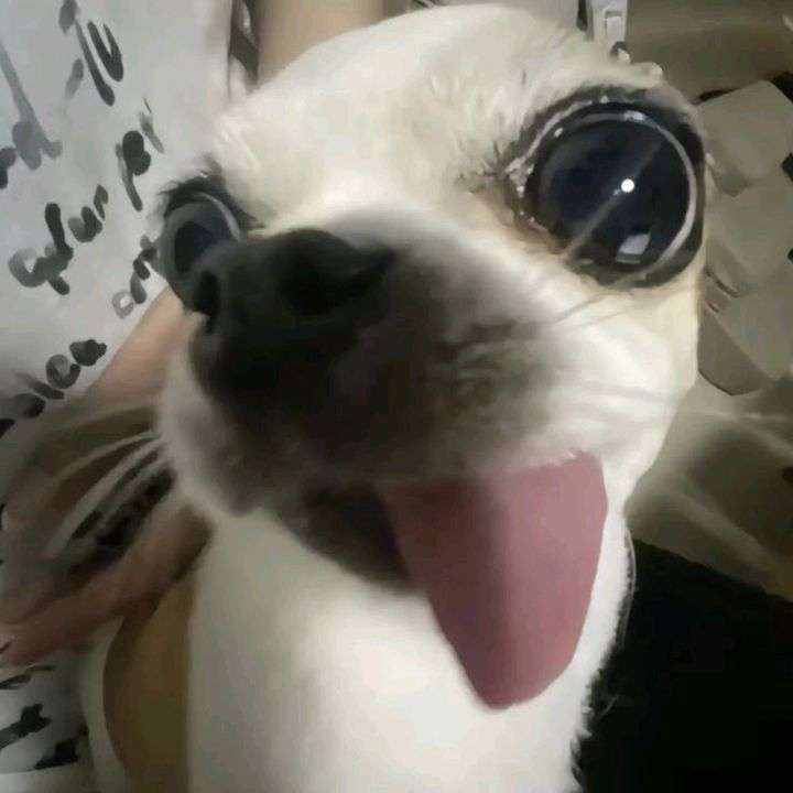 Cane con la lingua fuori puzzle online