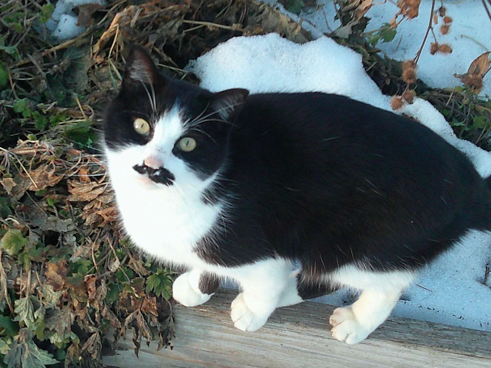 Aslan/Kitler Online-Puzzle