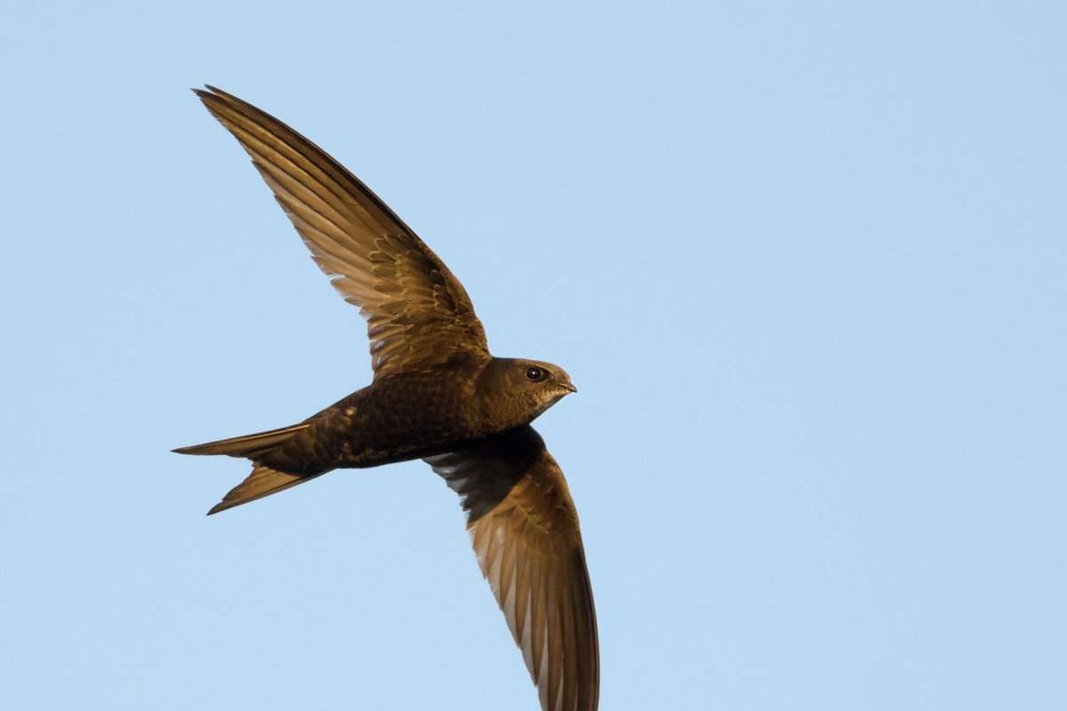 Piiritaja puzzle online