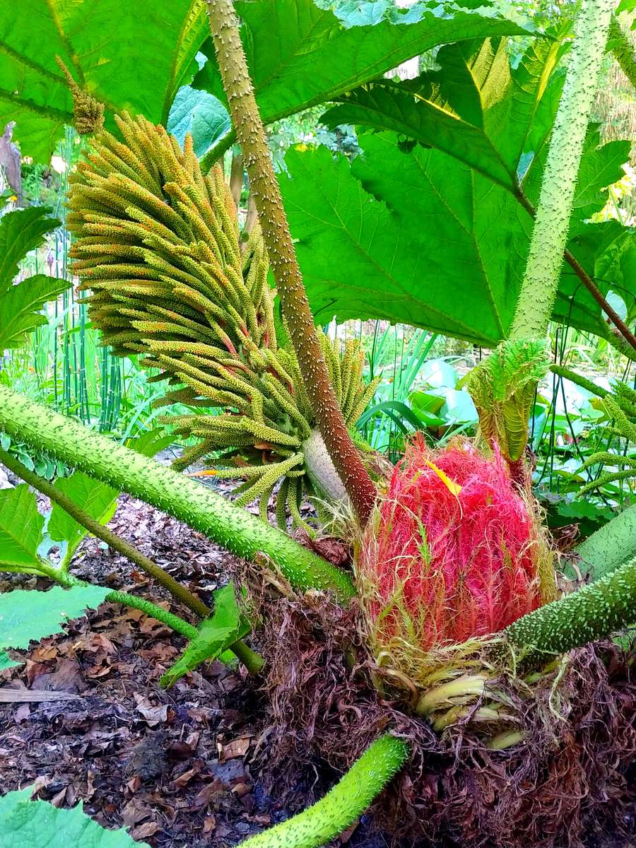 Gunnera énorme puzzle en ligne