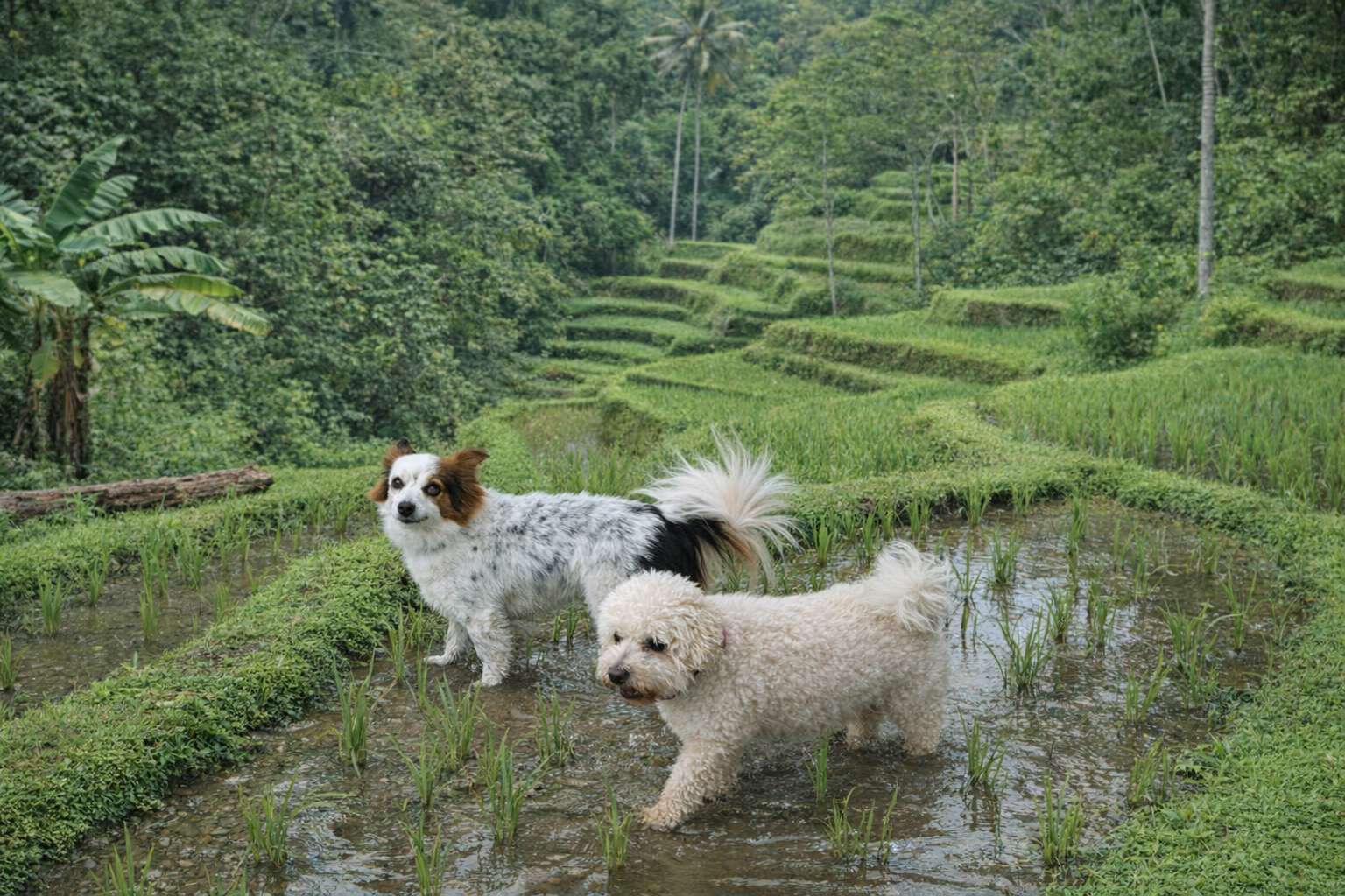 Virgul e Moustik puzzle online