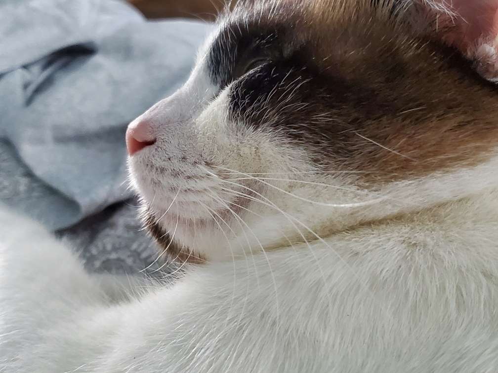 Sleeping Cat jigsaw puzzle online