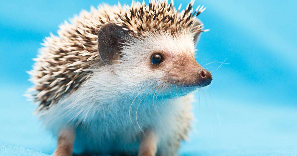 Hérisson puzzle en ligne