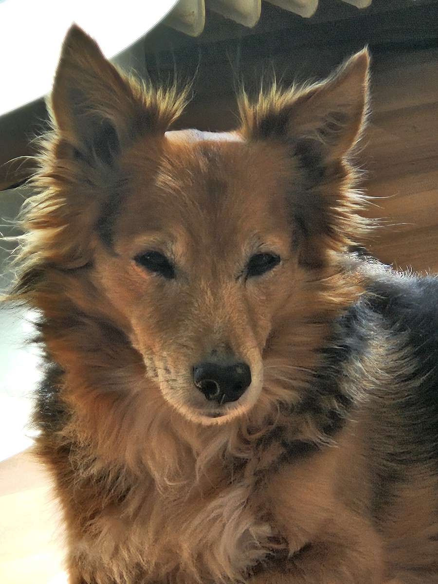 Tyson - Prințul Corgi puzzle online