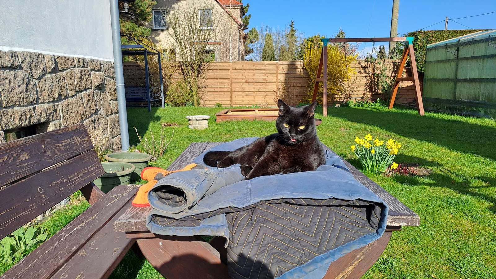My faithful cat Emma online puzzle