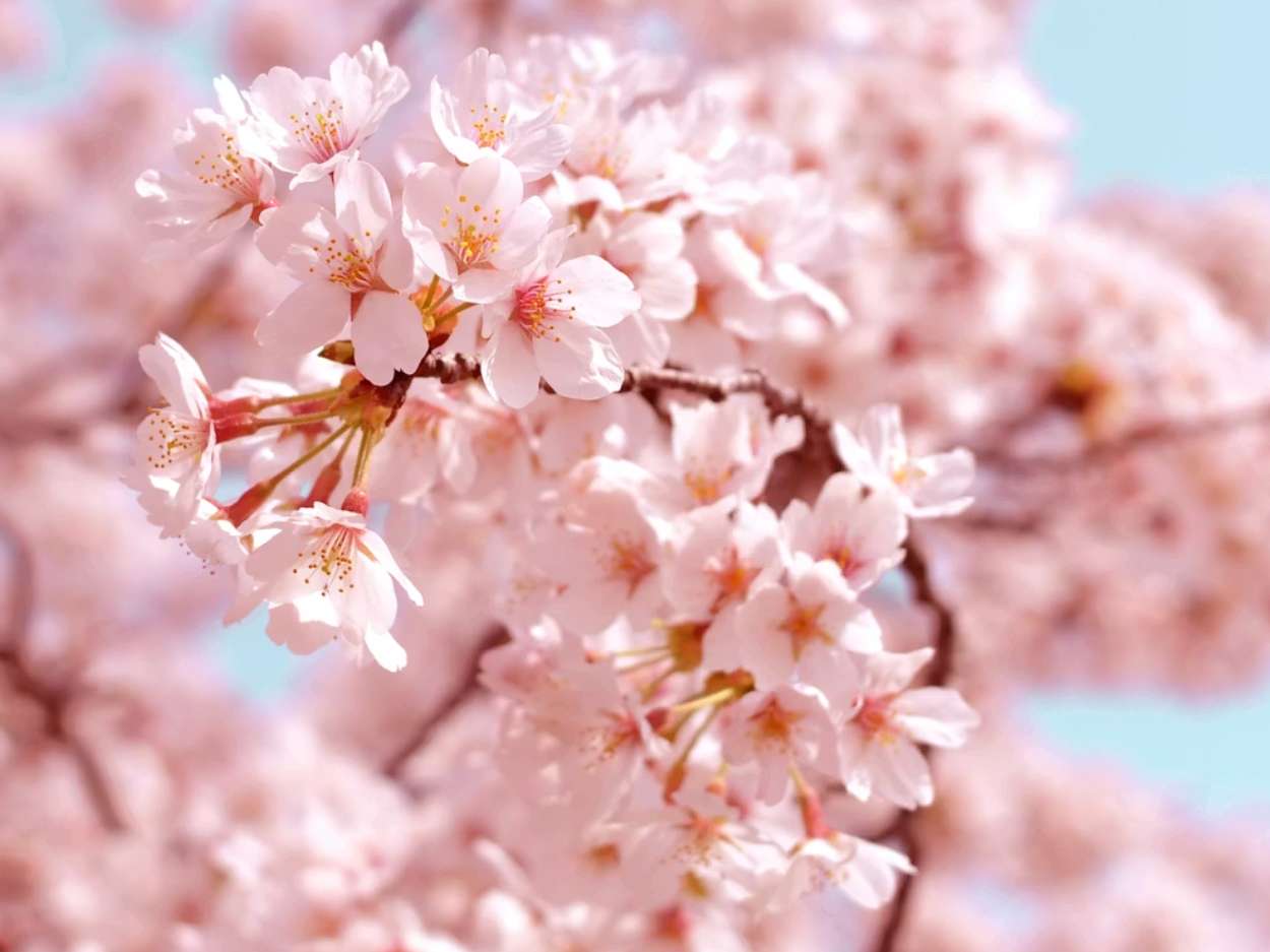 벚꽃 퍼즐을 맞춰봅시다. puzzle online