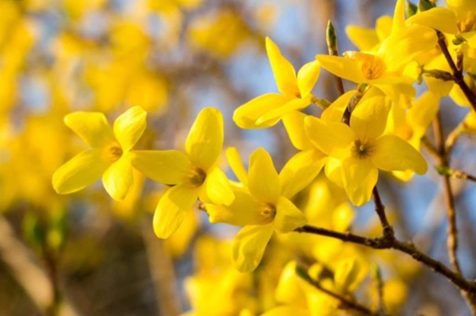 개나리 퍼즐을 맞춰봅시다 puzzle online