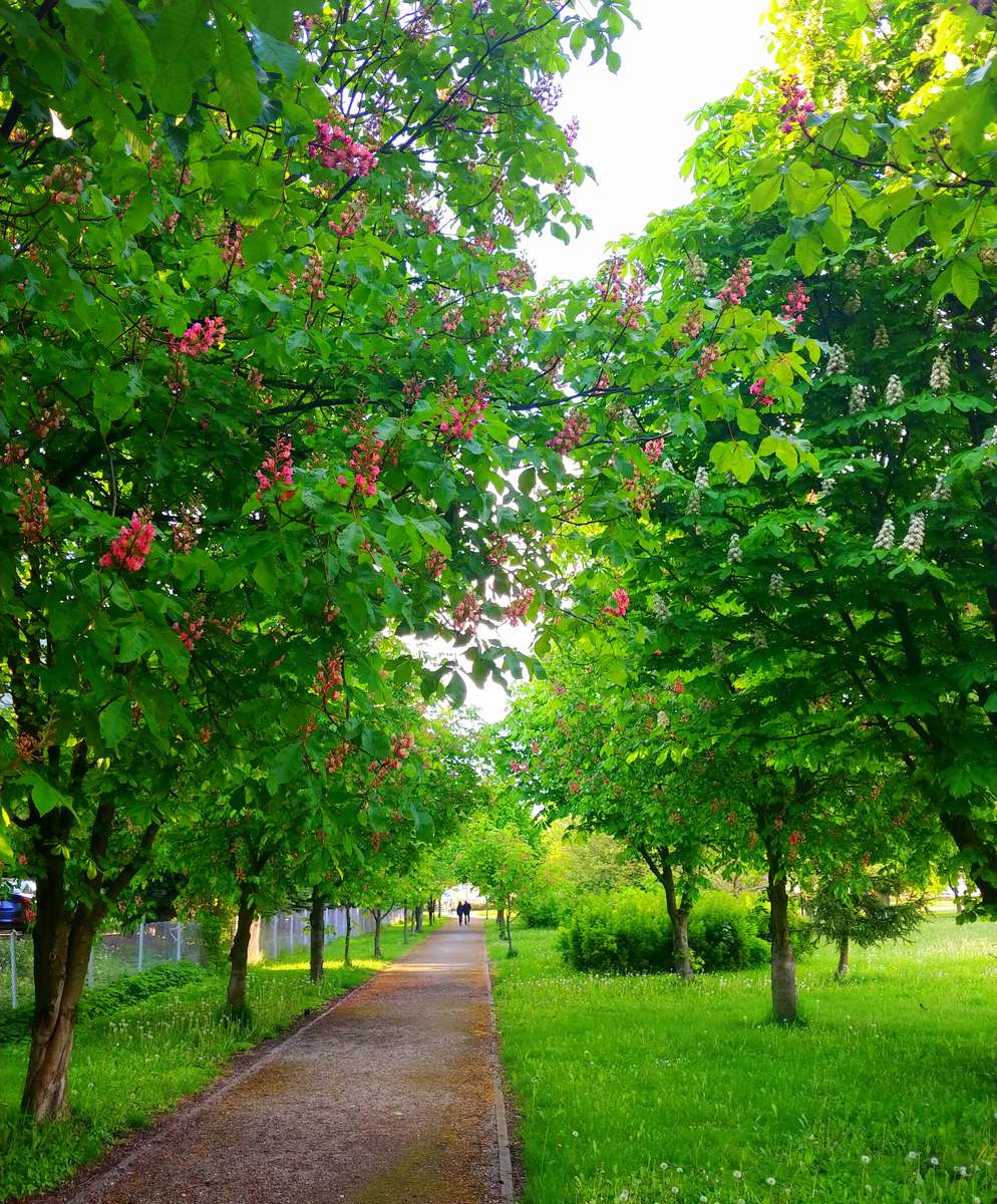 Kastanjebomen bloeien online puzzel