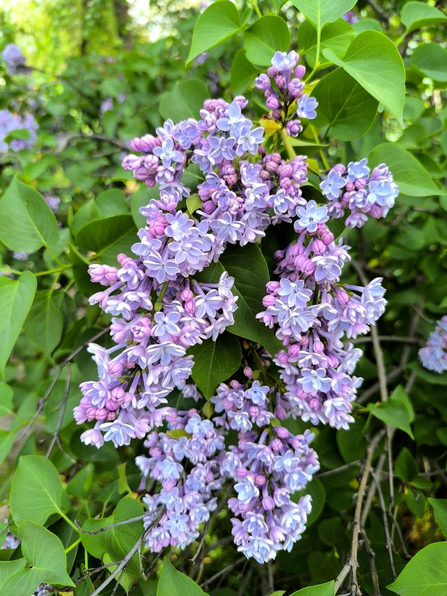 Ein großer Fliederstrauß Puzzlespiel online