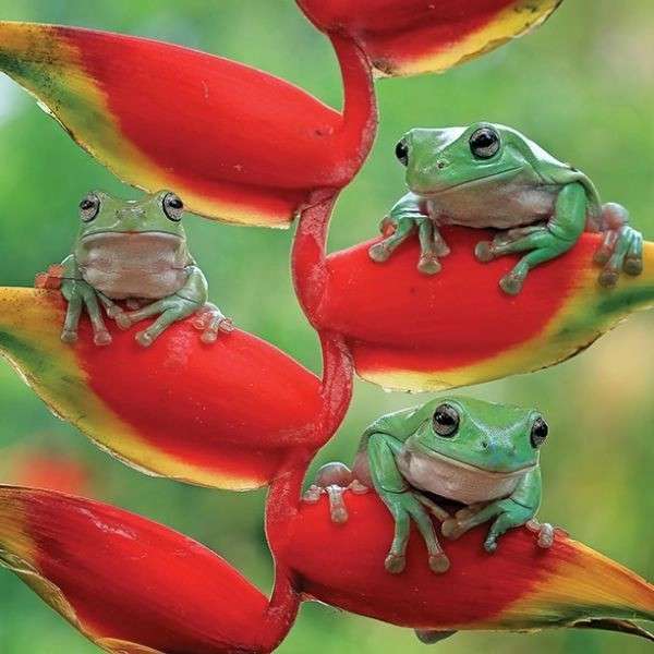 exotische kikkers online puzzel