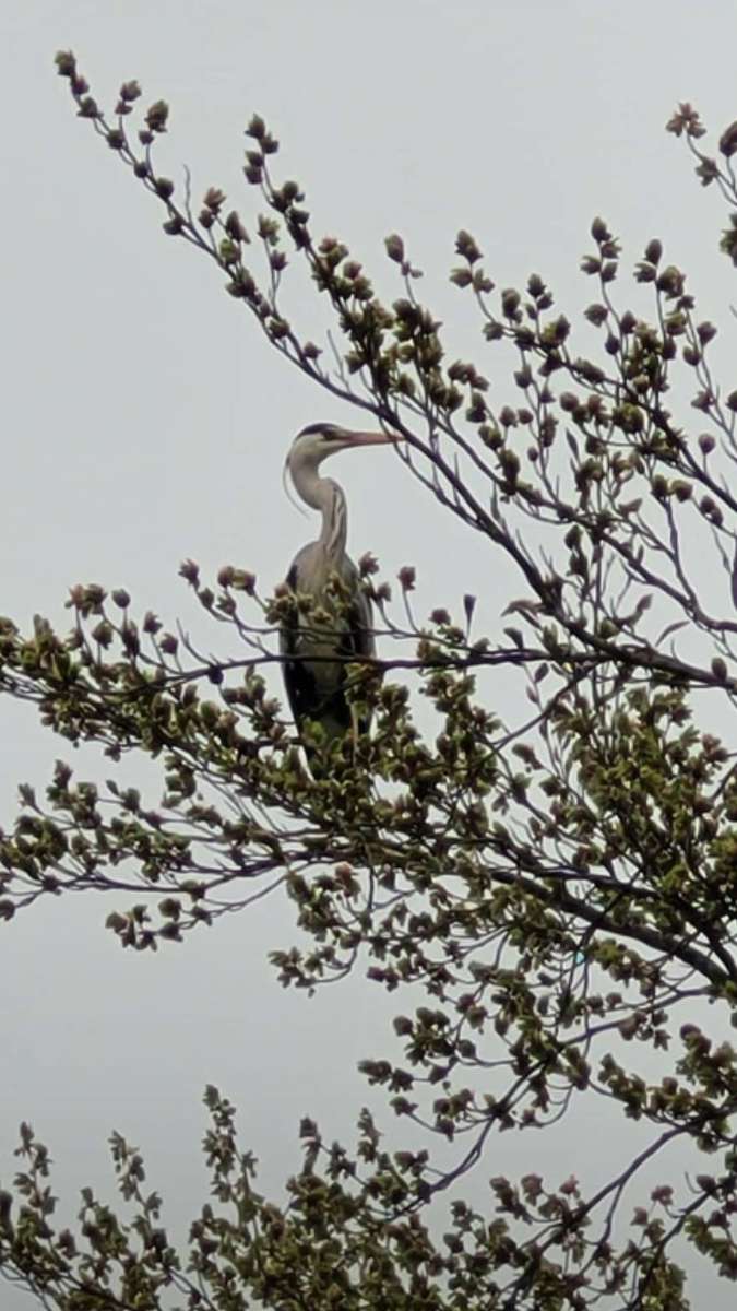 Gémek a kilátásba online puzzle