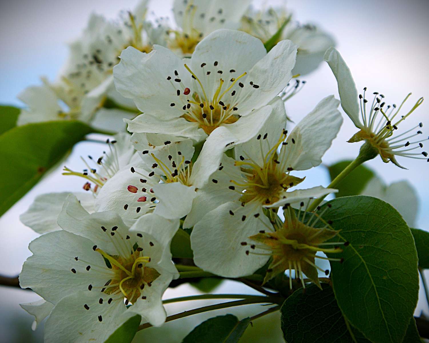 Flowering fruit trees jigsaw puzzle online