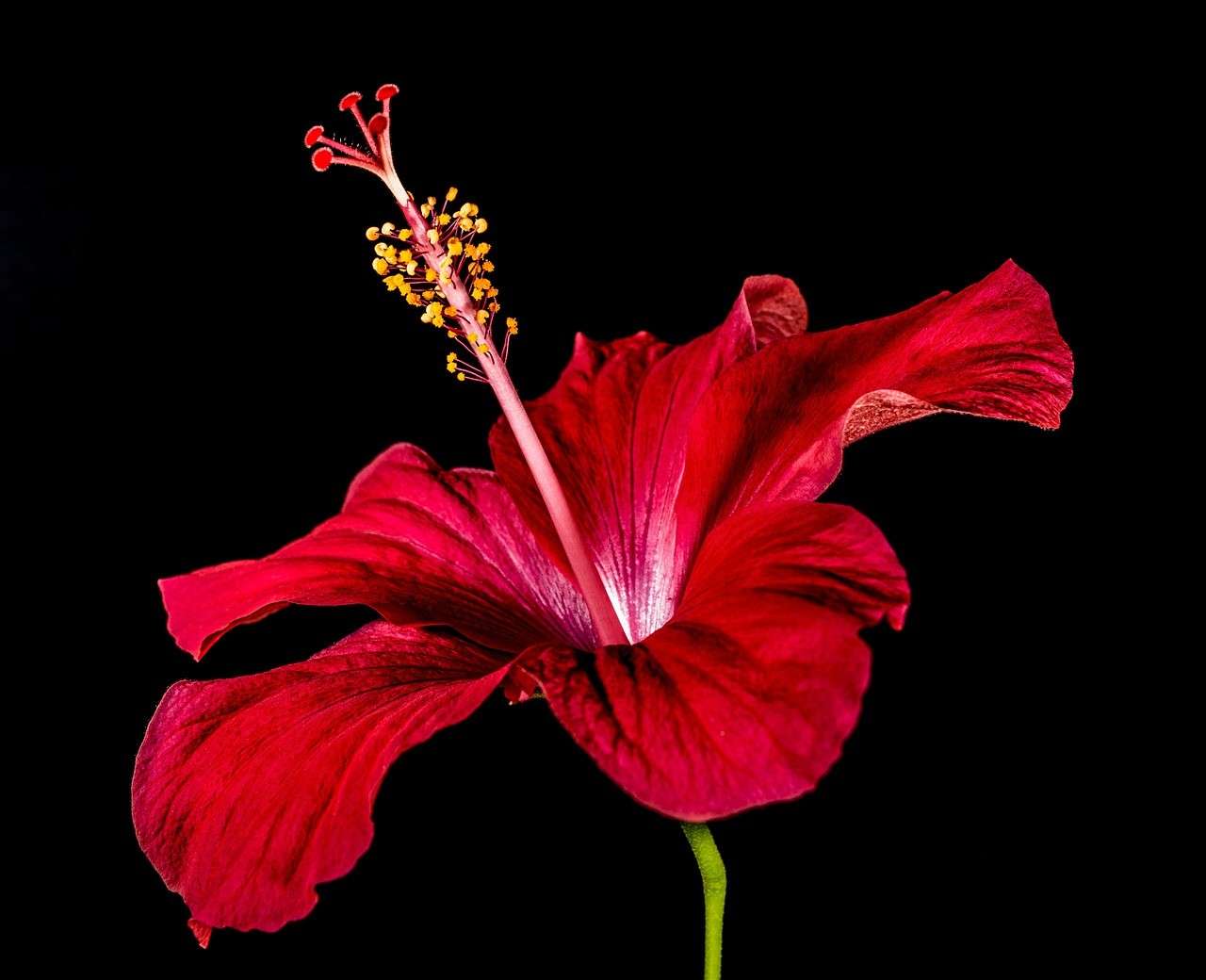 Hibiscus jigsaw puzzle online