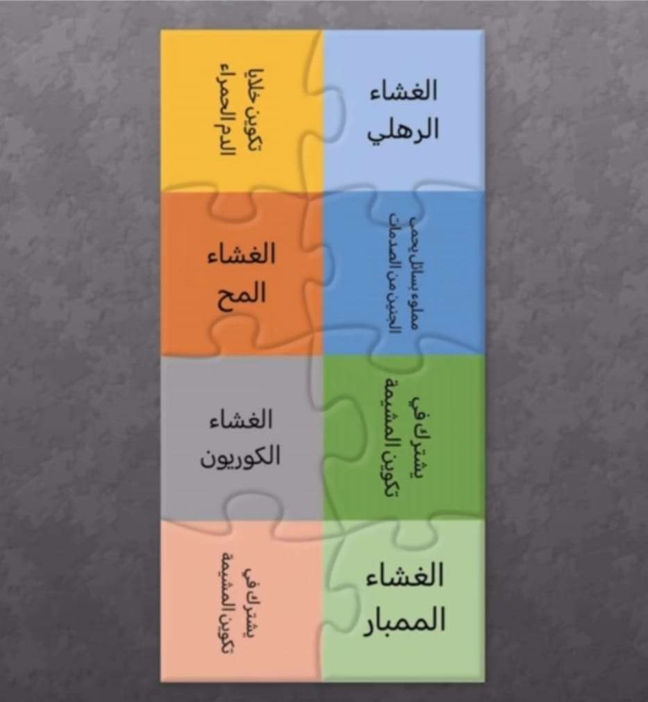 الغشاء الرهلي تكوين خلايا الدم الحمراء مملوء بسا - puzzle en ligne