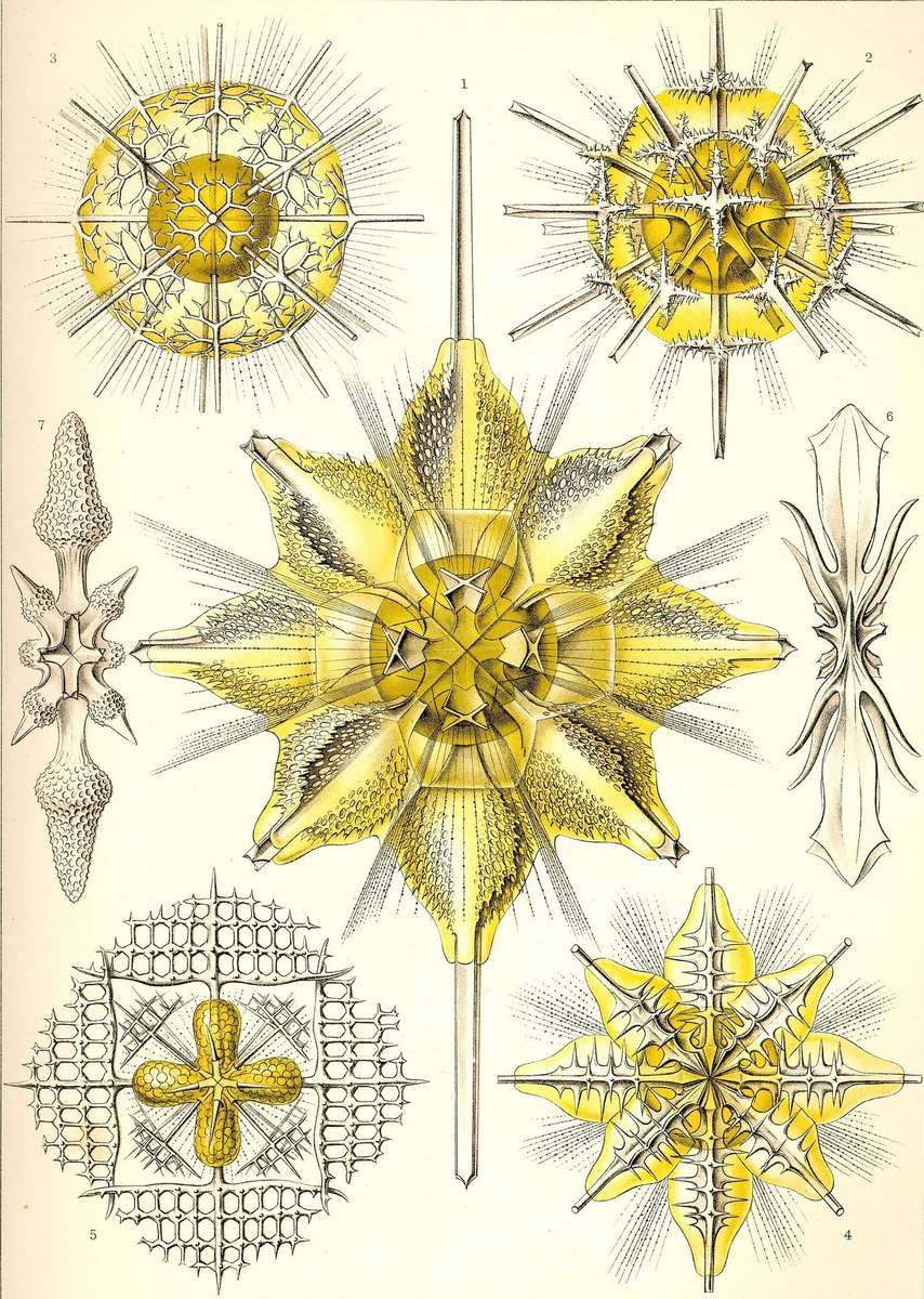 Haeckel E -1904- Acanthometra - Spiny Radiation Rings jigsaw puzzle online