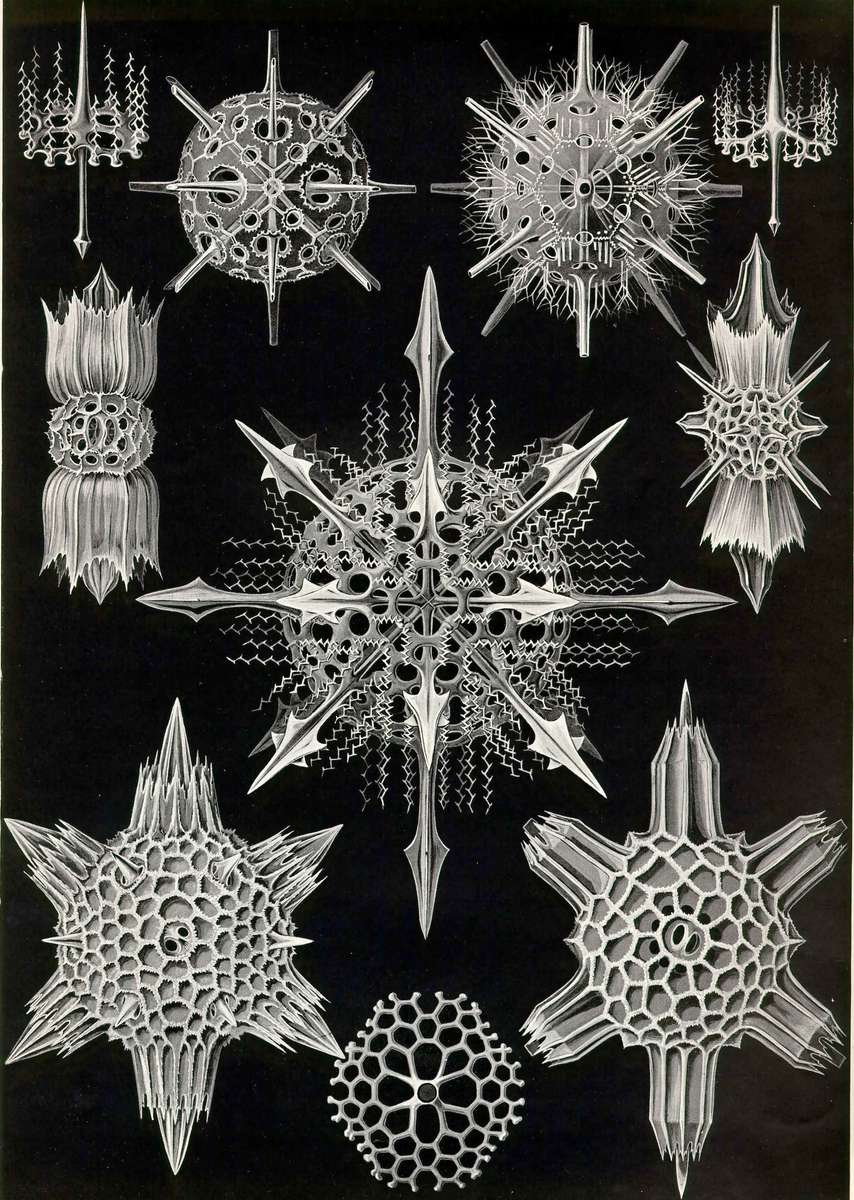 Haeckel E -1904- Acanthophracta - miracle rays online puzzle