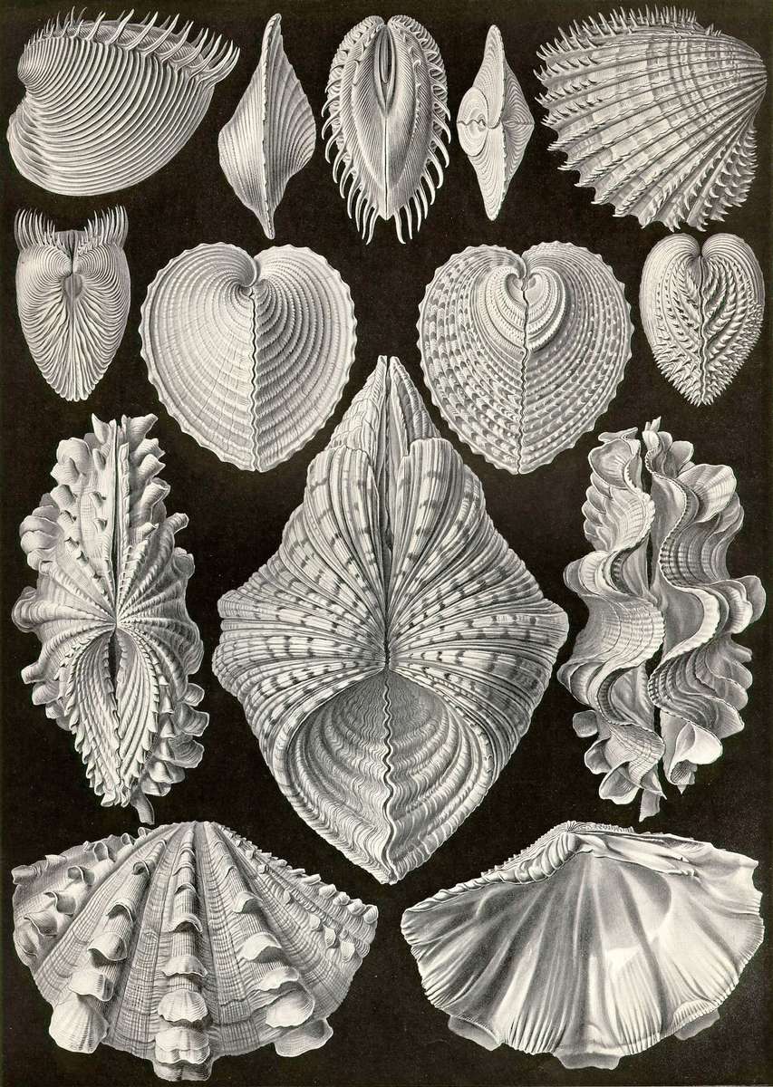 Haeckel E -1904- Acephala - mussels jigsaw puzzle online