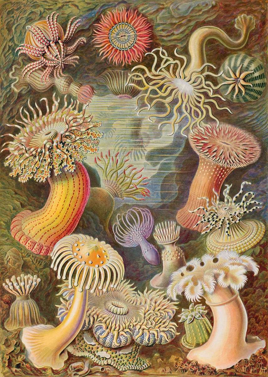 Haeckel E -1904- Actiniae - anemoni di mare puzzle online