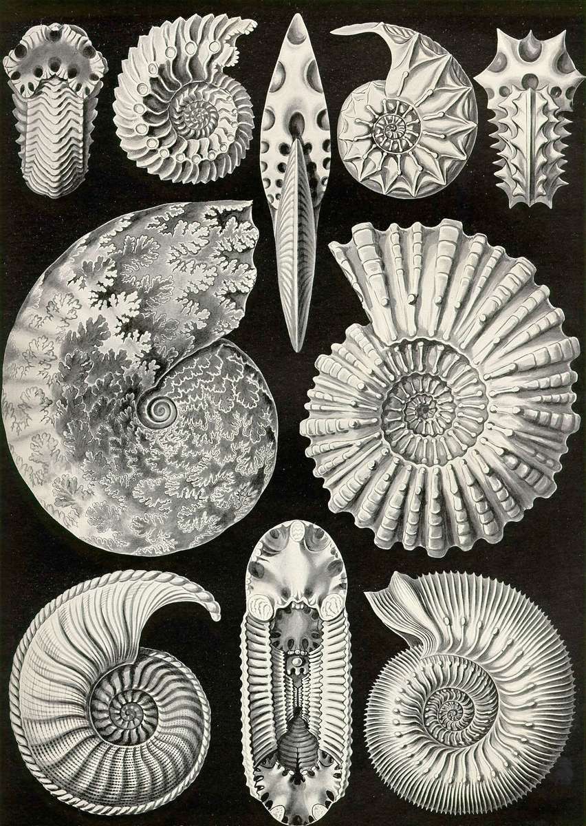 Haeckel E -1904- Ammonitida - chifres de amon quebra-cabeças online