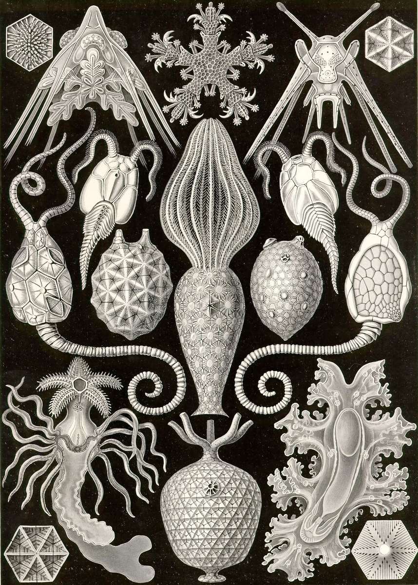 Haeckel E -1904- Amphoridea - estrelas de urna puzzle online