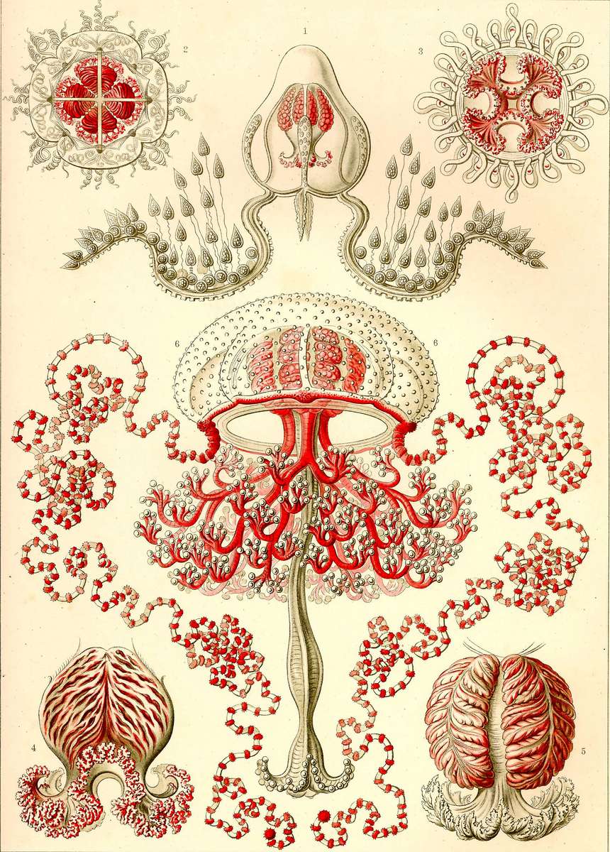 Haeckel E -1904- Anthomedusae - medúza květ skládačky online