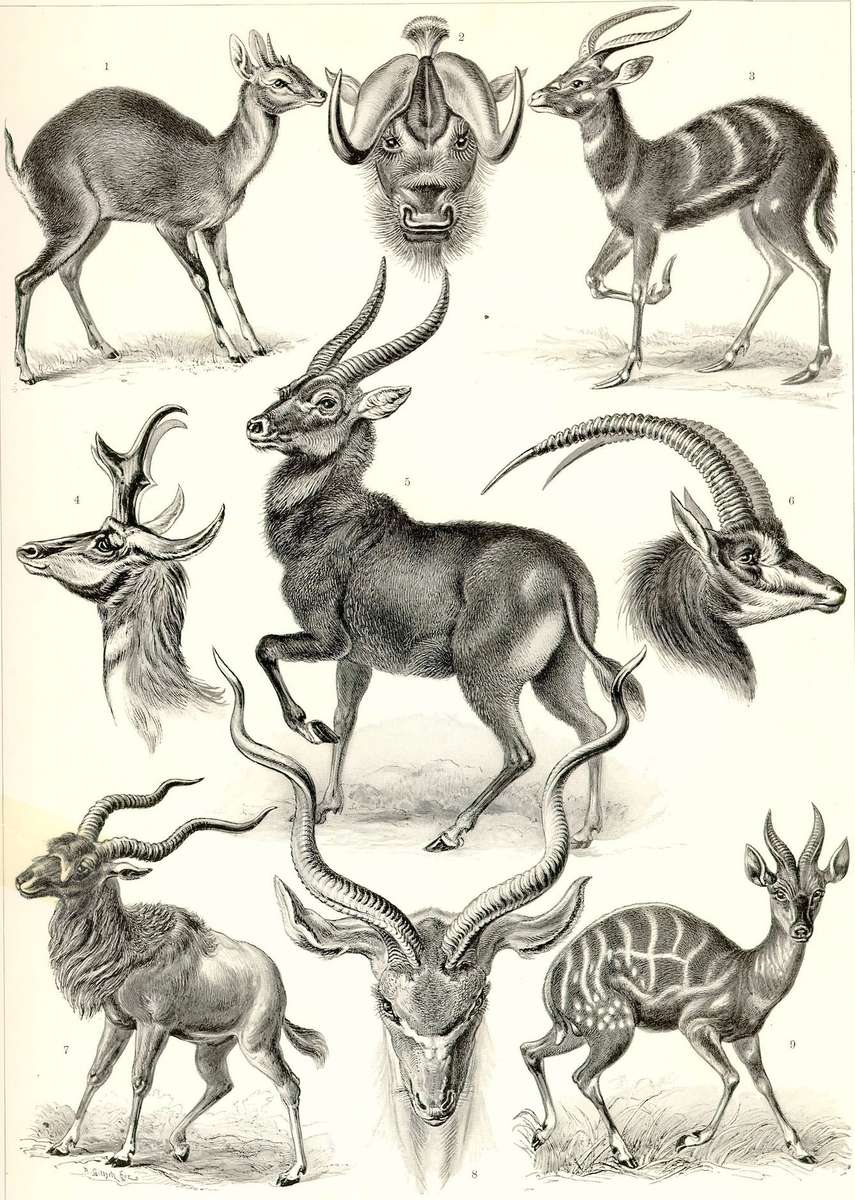 Haeckel E -1904- Antilopina - antelopes online puzzle