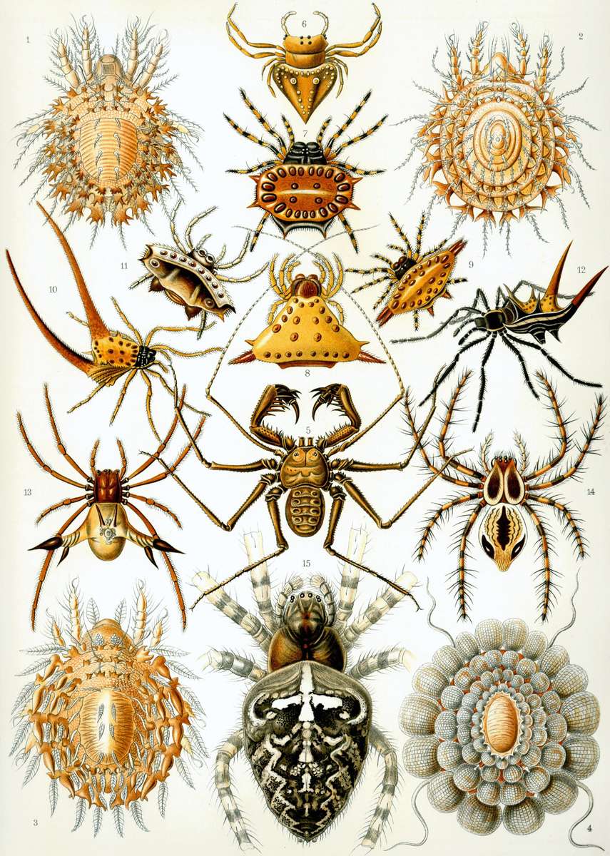 Haeckel E -1904- Aracnídeos - Aracnídeos quebra-cabeças online