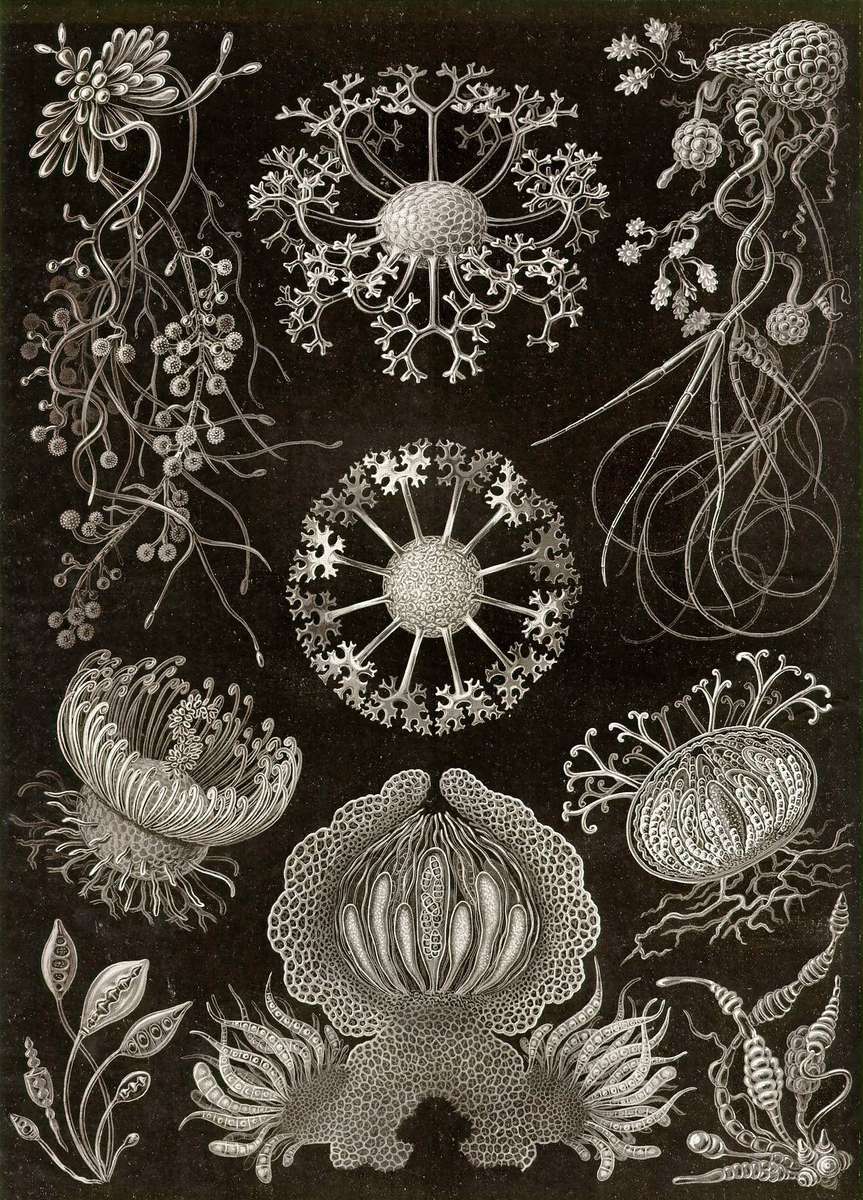 Haeckel E -1904- Ascomicetes - Ascomicetes quebra-cabeças online