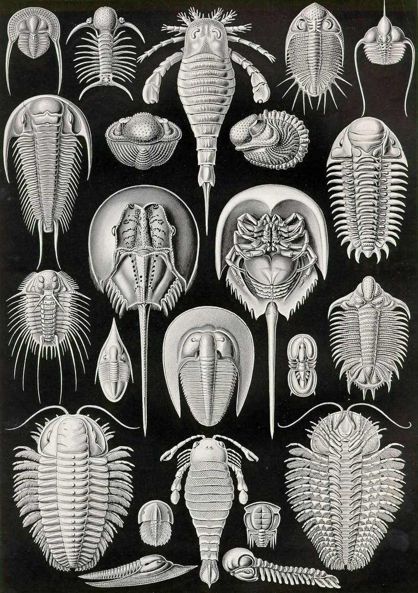 Haeckel E -1904- Aspidonia - shield animals online puzzle