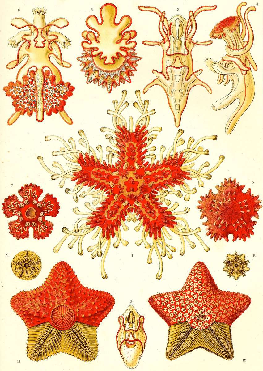 Haeckel E -1904- Asteridea - starfish jigsaw puzzle online