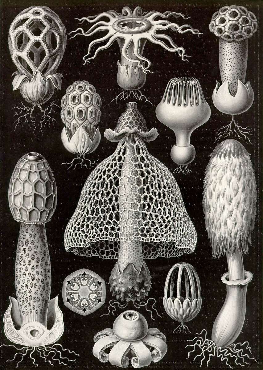 Haeckel E -1904- Basimycetes - Sponge fungi online puzzle