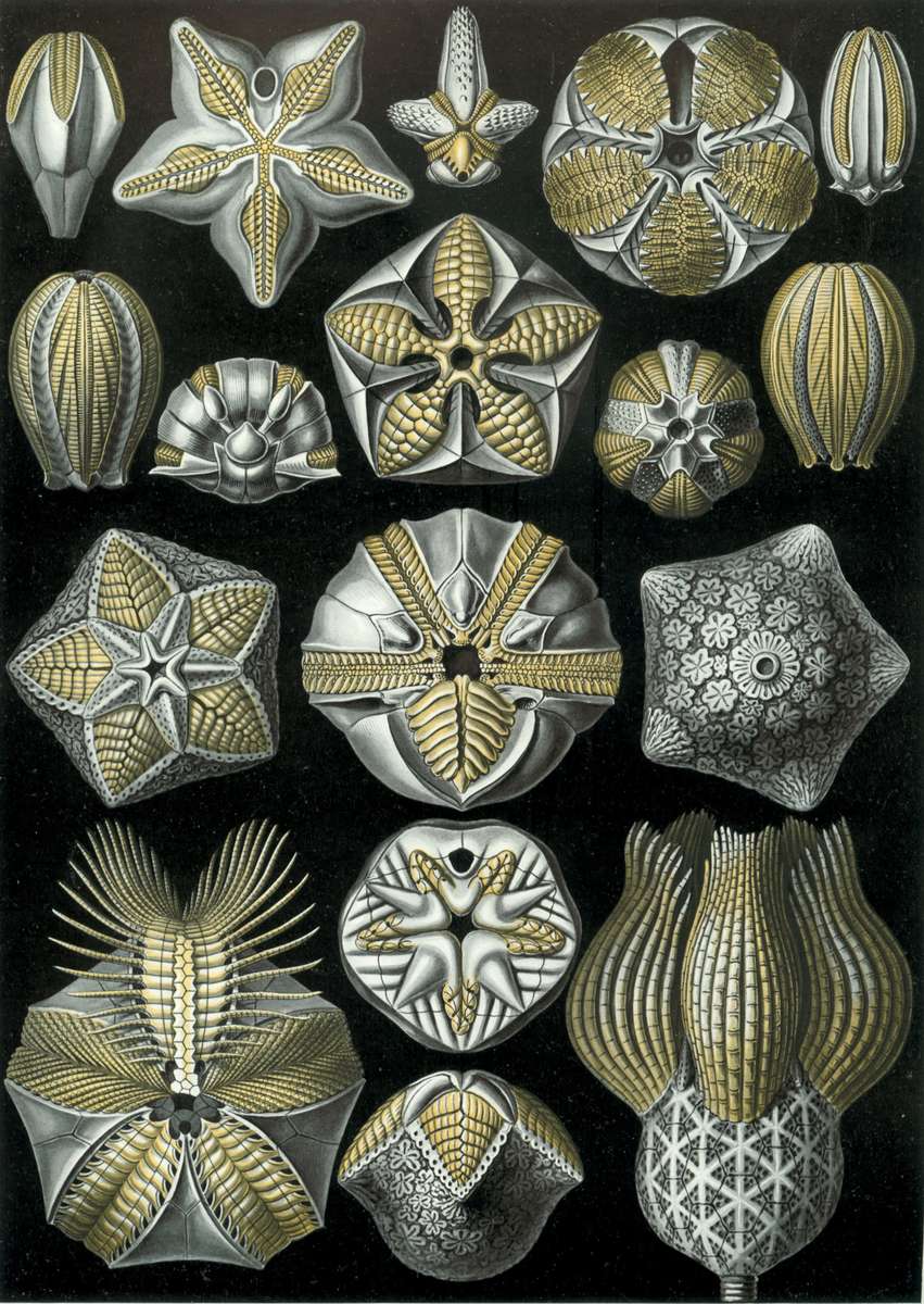 Haeckel E -1904- Blastoidea - estrelas em botão puzzle online