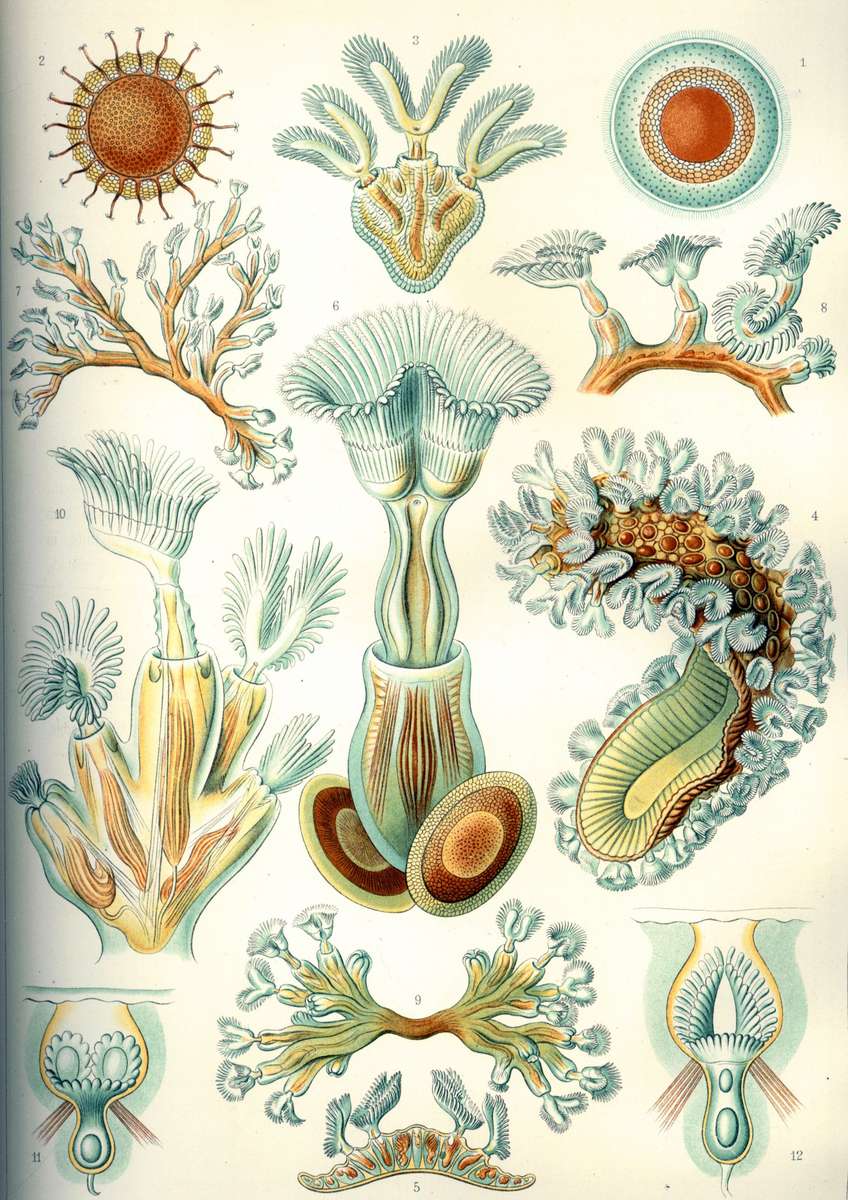 Haeckel E -1904- Bryozoa - bryozoans jigsaw puzzle online