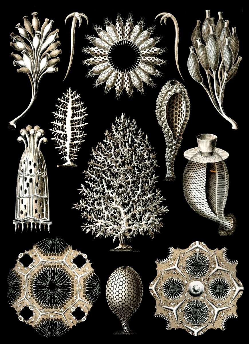 Haeckel E -1904- Calcispongiae - lime sponges jigsaw puzzle online