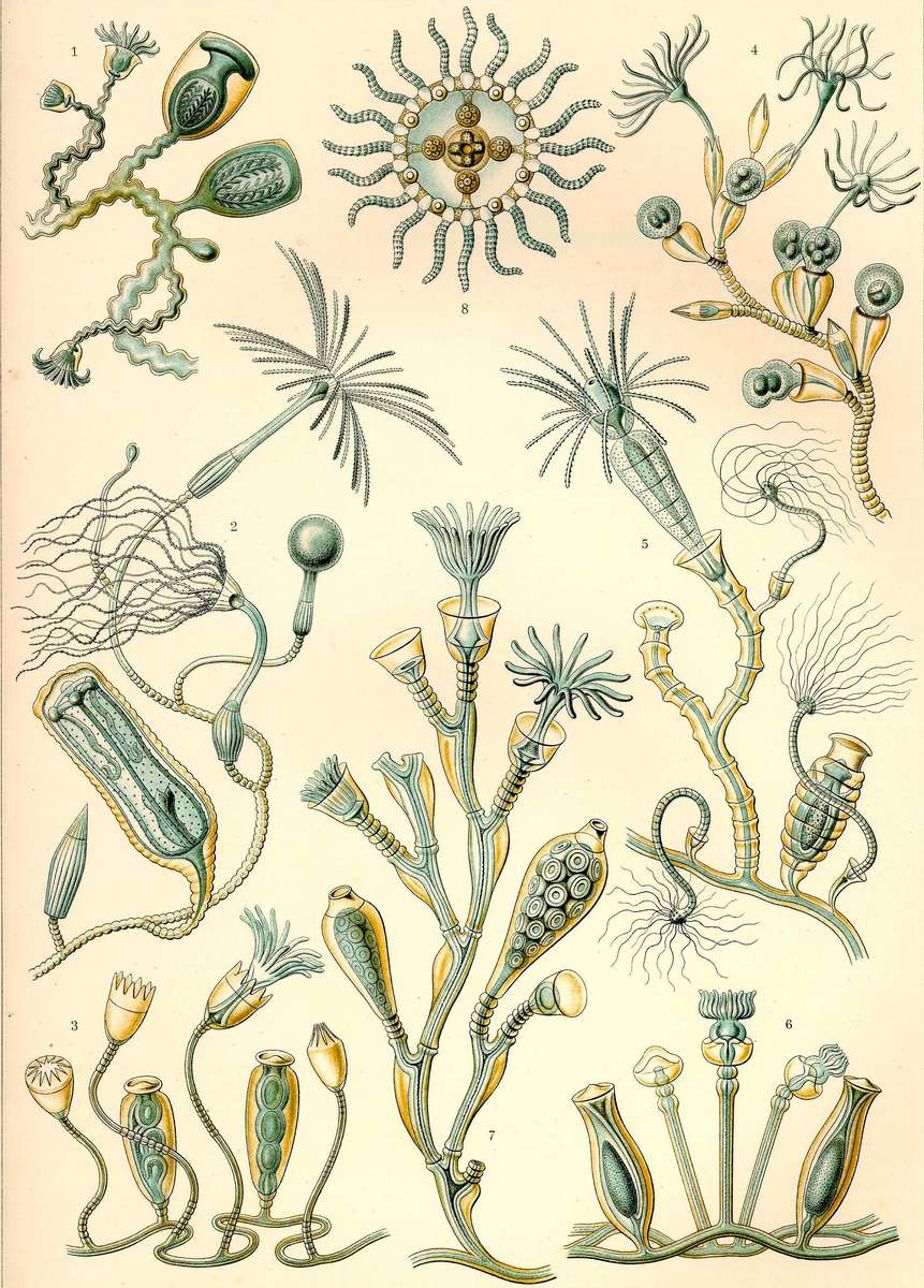 Haeckel E -1904- Campanariae - Bell polyps online puzzle