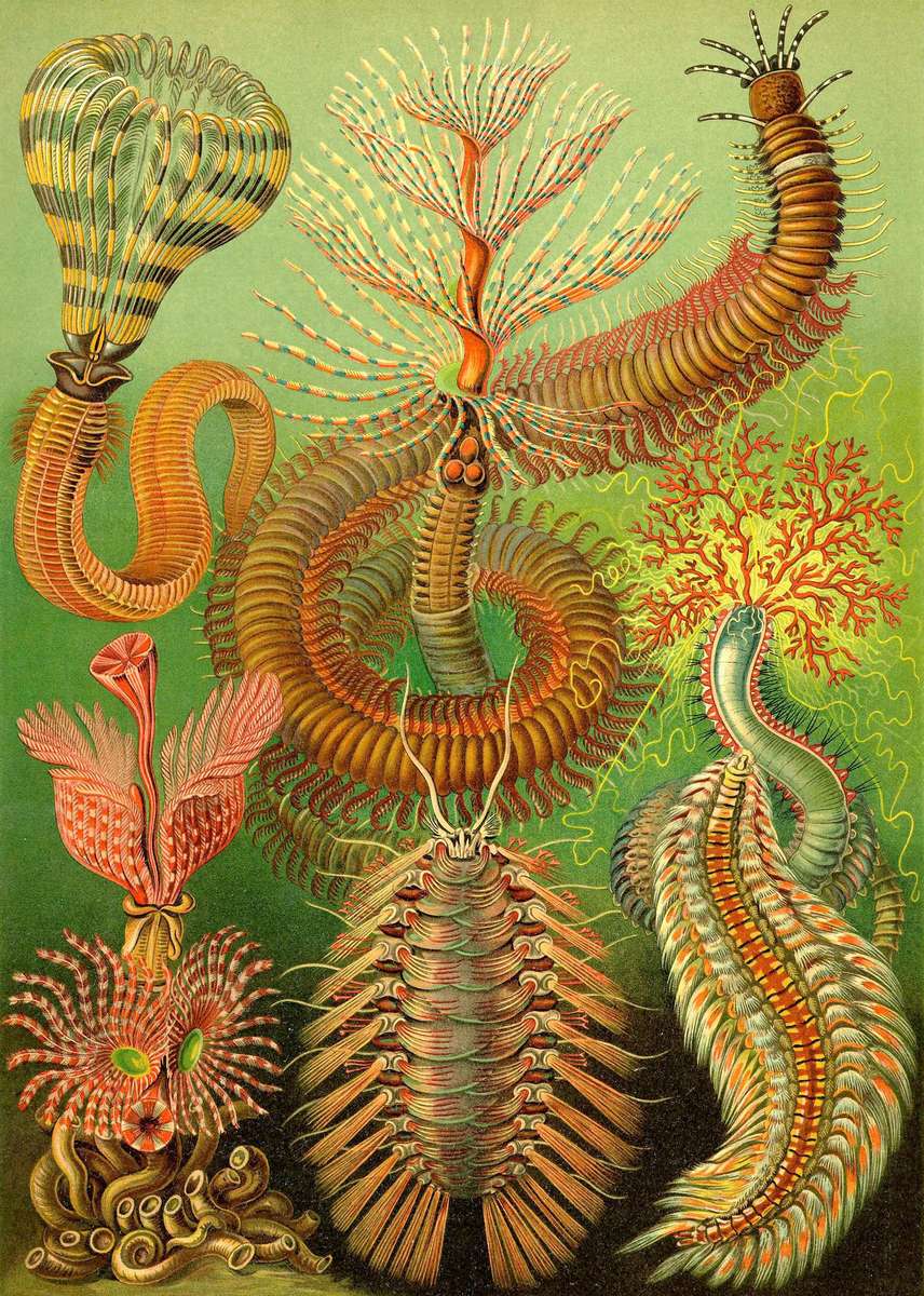 Haeckel E -1904- Chaetopoda - cerdas quebra-cabeças online