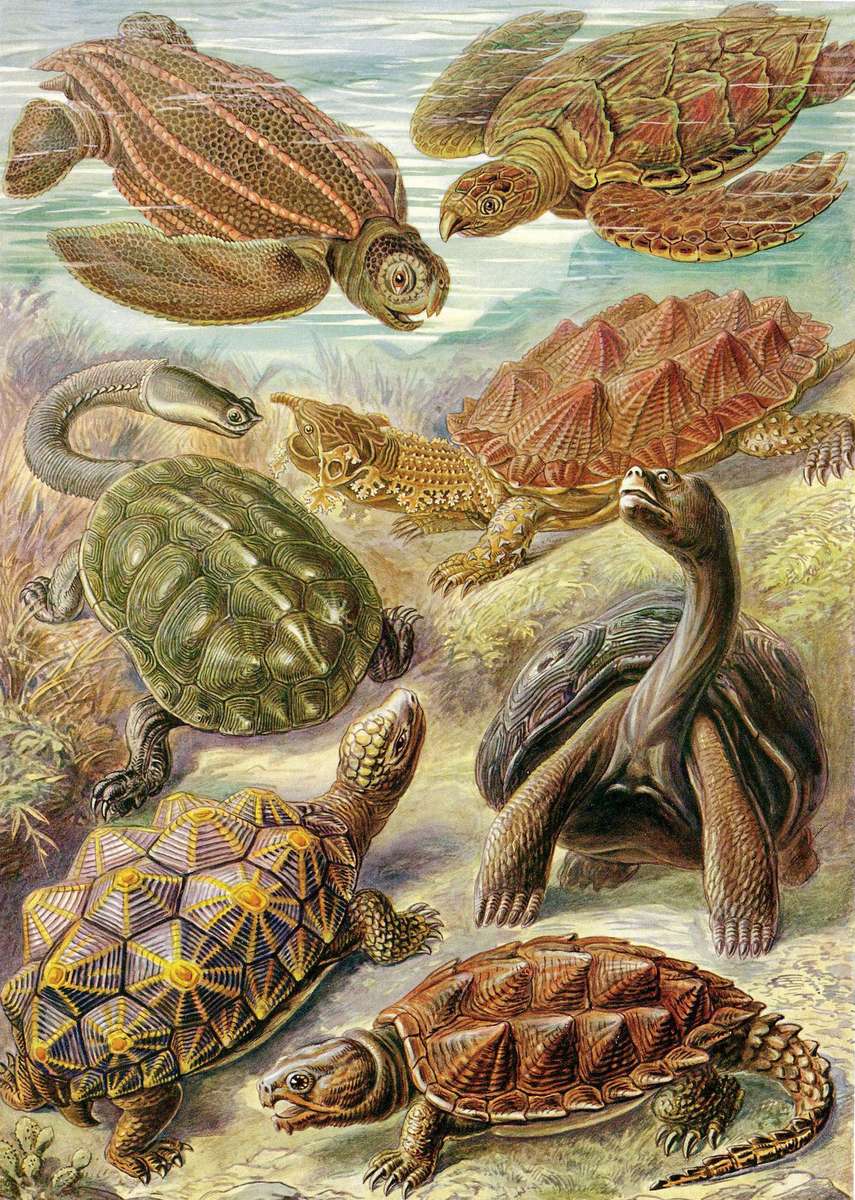 Haeckel E -1904- Chelonia - tartarughe puzzle online
