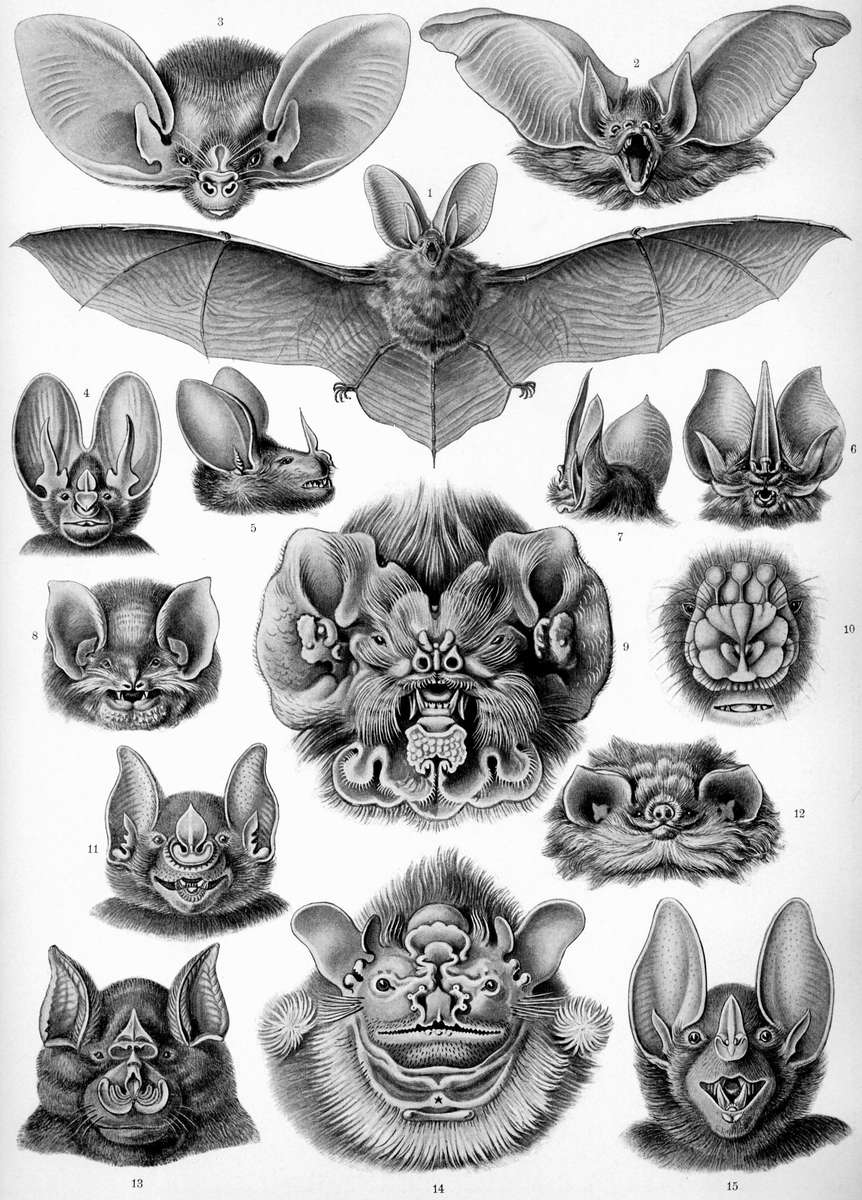 Haeckel E -1904- Chiroptera - Morcegos quebra-cabeças online