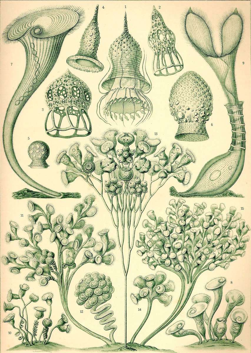 Haeckel E -1904- Ciliata - řasy online puzzle